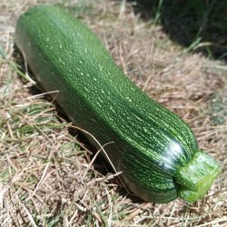 Courgette à farcir - à l'unité