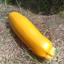 Courgette à farcir jaune -...