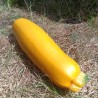 Courgette à farcir jaune - à l'unité