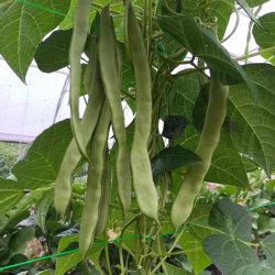 Haricot vert - 100g