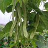 Haricot vert - 100g