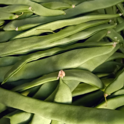 Haricot vert - 100g