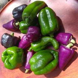 Poivrons en mélange - 100g