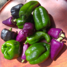 Poivrons en mélange - 100g