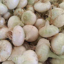 Oignons blancs - 500g