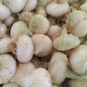 Oignons blancs - 500g