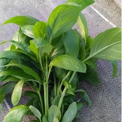 Bouquet de basilic