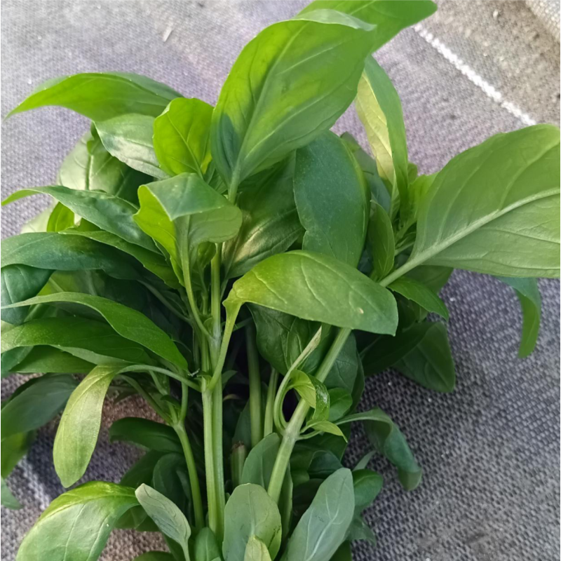 Bouquet de basilic