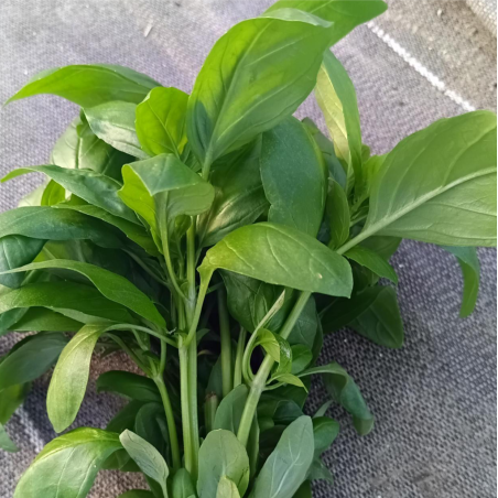 Bouquet de basilic
