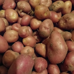 Pommes de terre nouvelles...