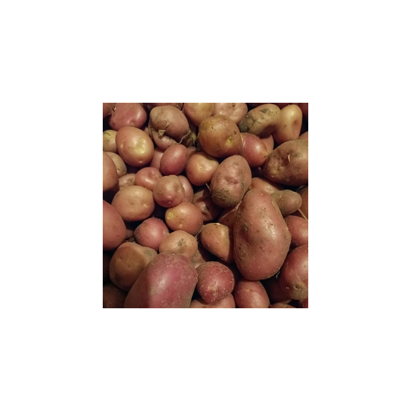 Pommes de terre - Alouette - 1kg