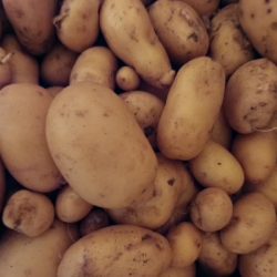 Pommes de terre nouvelle -...
