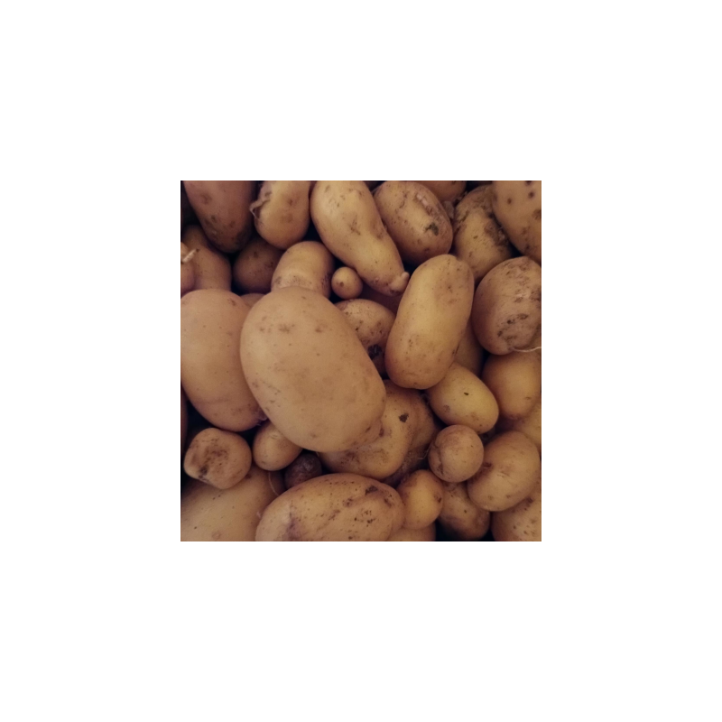 Pommes de terre nouvelle - Variété Allians - 1kg - chaire ferme