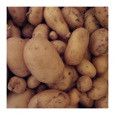 Pommes de terre nouvelle - Variété Allians - 1kg - chaire ferme