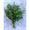 Persil plat - Bouquet