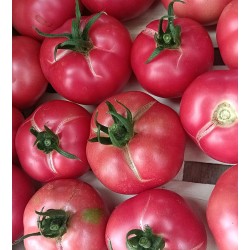 Tomates à coulis - 4kg