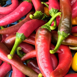 Piments de Cayenne frais -...