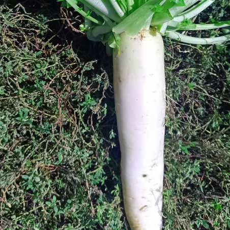 Radis - Daikon - 500g