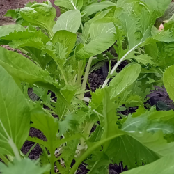 Mesclun - 100g