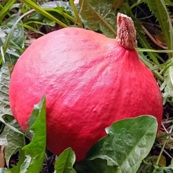 Potimaron - à l'unité - 1kg