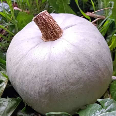 Courge - Bleu de hongrie - au kg