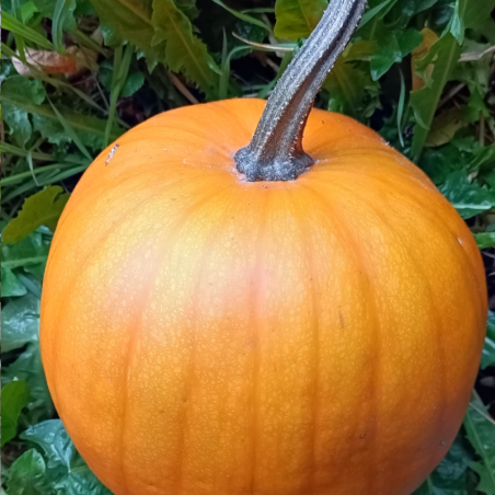 Jack o lantern - à l'unité
