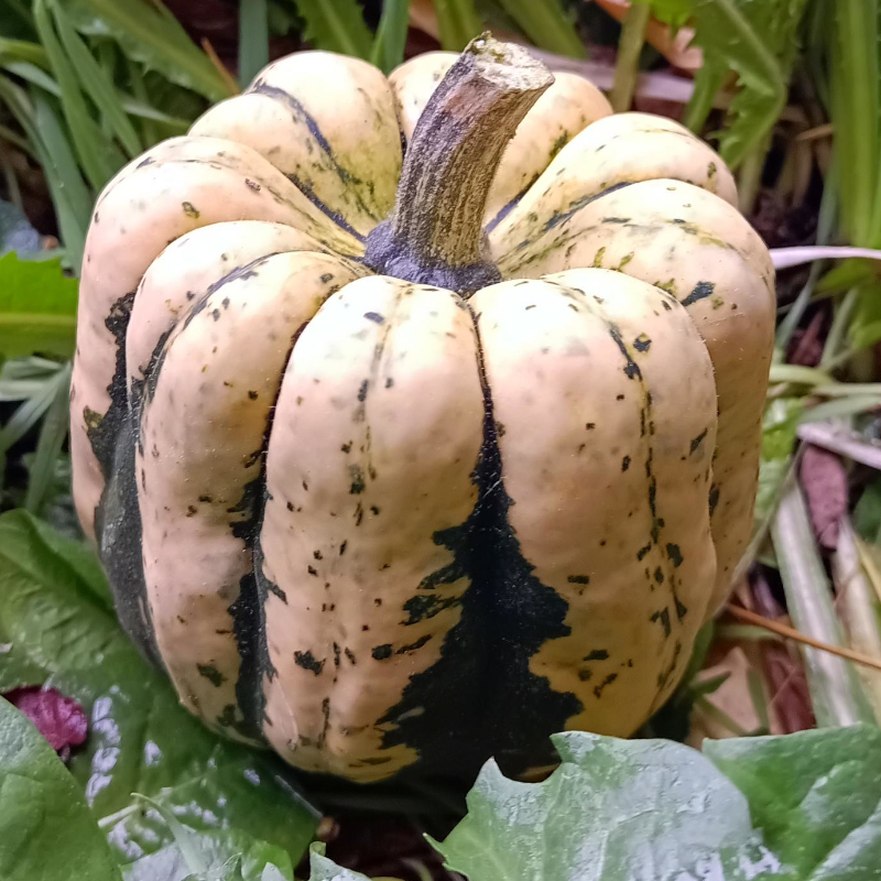 Patidou - à l'unité - approx 300g