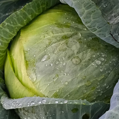 Chou Cabus Blanc - au kg