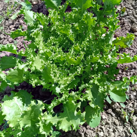 Salade Frisée - La pièce