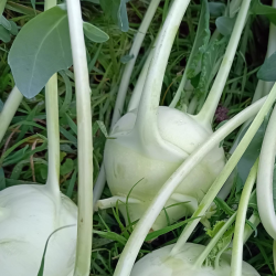 Chou rave à l'unité