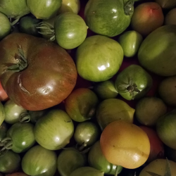 Tomates vertes - 1kg