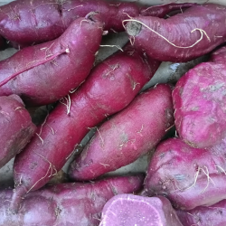 Patate douce chaire blanche...