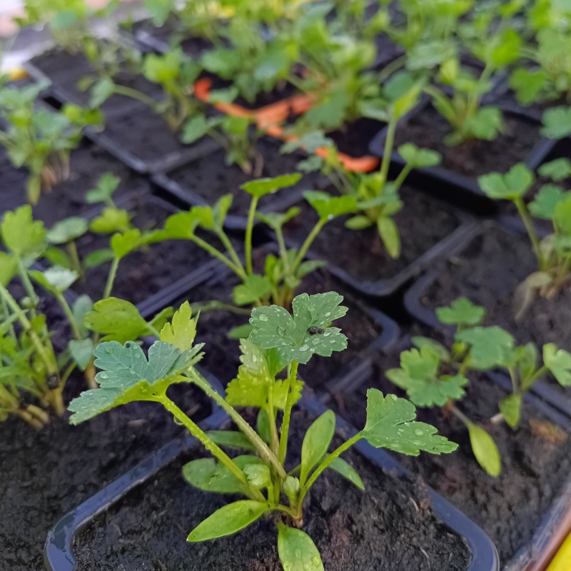 Plant de Persil plat