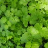 Plant de Coriandre