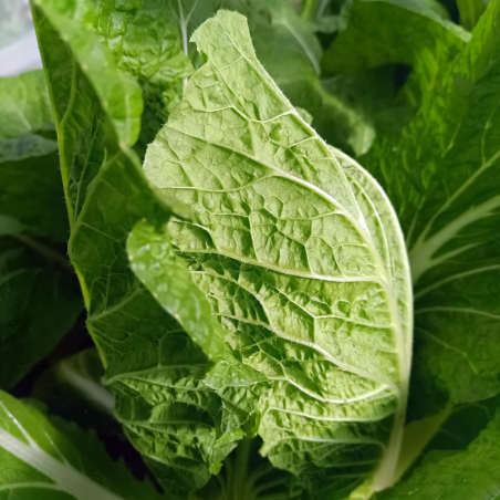 Chou Chinois - Pet Saï - 700g