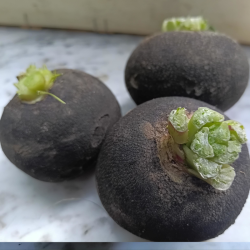 Radis d'hiver - rond noir -...