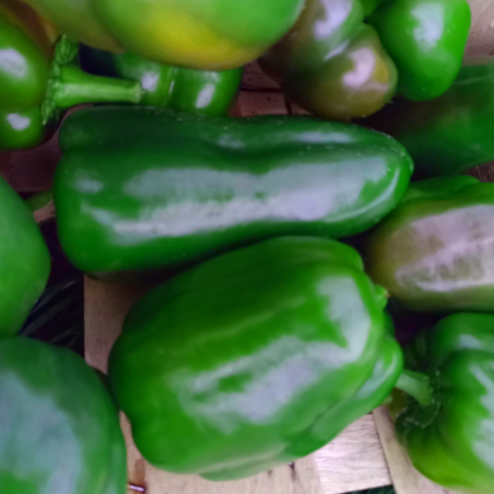 Poivrons verts - 500g