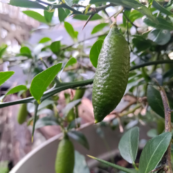 Citron caviar - à l'unité