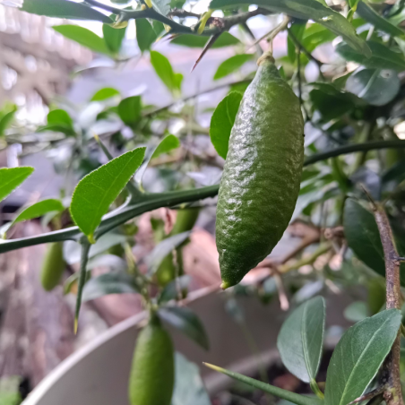 Citron caviar - à l'unité