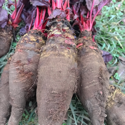 Betterave rouge -...