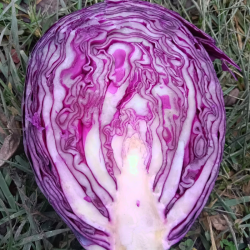 Choux rouge - 500g