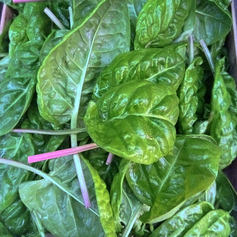 Oseille - bouquet de 100g