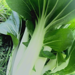 Pak Choi - a l'unité