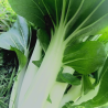 Pak Choi - a l'unité