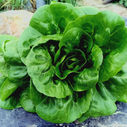 Salade laitue Boussole à...