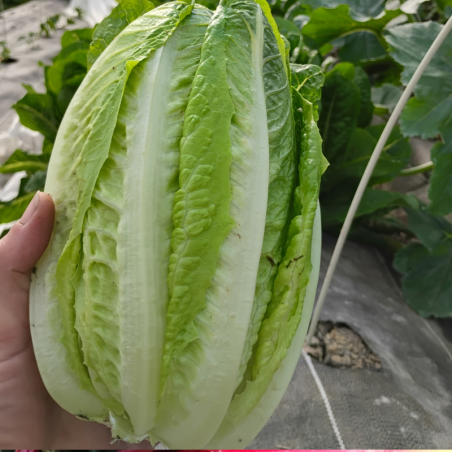 Laitue romaine à l'unité