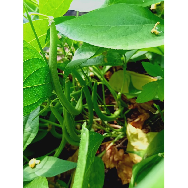 Haricots verts - 500g