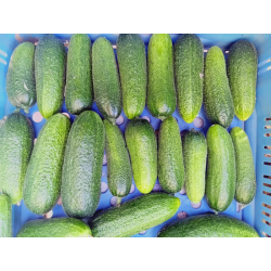 Cornichon (350 g)