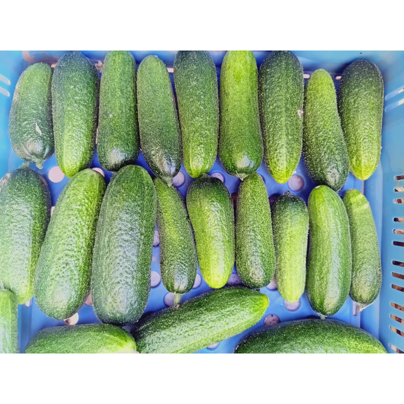 Cornichon (350 g)