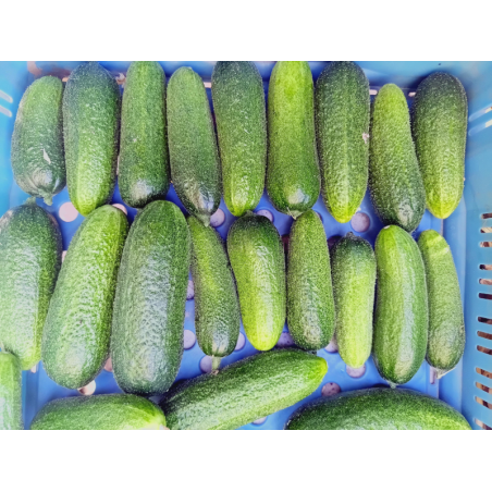 Cornichon (350 g)